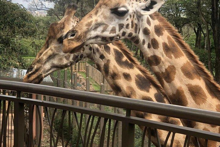 Nairobi National Park and Giraffe Center Guided Tour