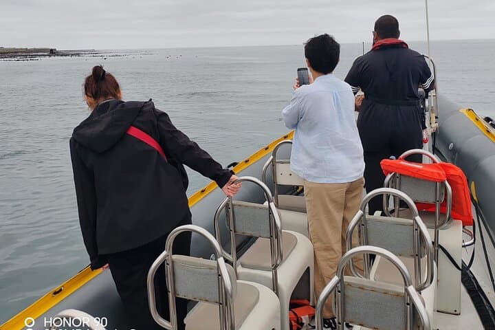 Cape Town Ocean Safari 1 Hour
