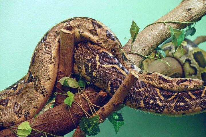 Nairobi National Museum and Snake Park Guided Tour