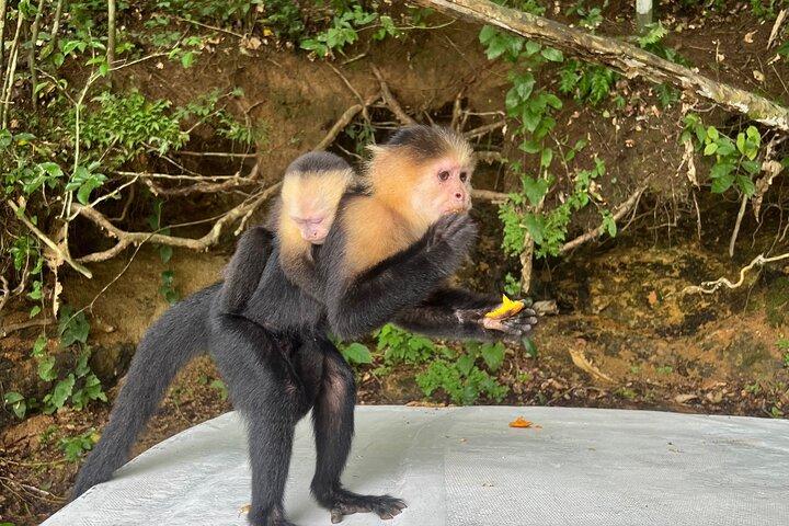 Panama Canal and Monkey Island Tour