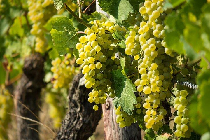 Chablis-Burgundy Wine Day from Paris with 8 Tastings & Lunch