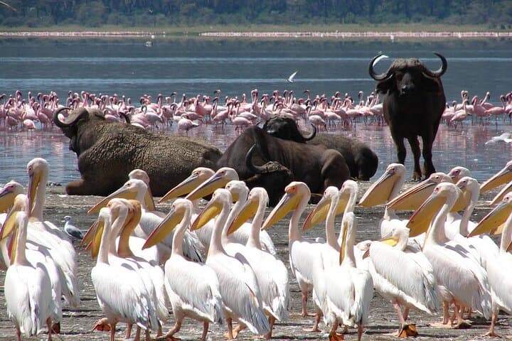 4 Days Masai Mara and Lake Nakuru 4X4 Jeep Camping Safari