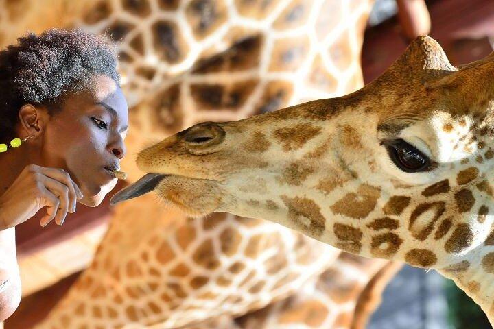 Nairobi National Park and Giraffe Center Guided Tour