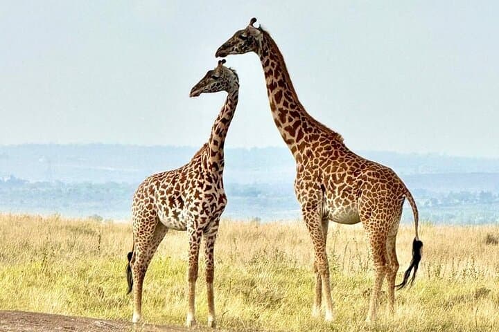 Nairobi Tour: Giraffe Center, Kobe Beads & Karen Blixen Museum