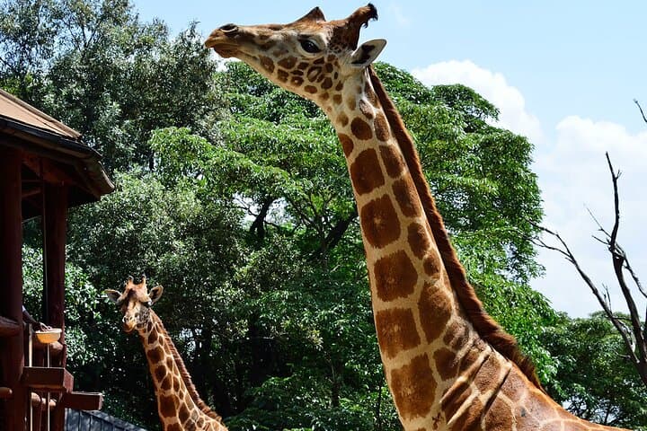 Nairobi Giraffe Centre Guided Tour