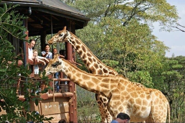 Nairobi Giraffe Centre Guided Tour