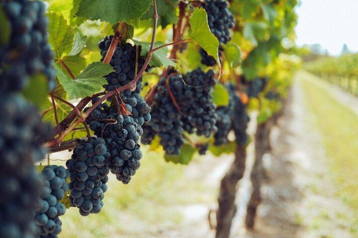 Organic Wine and Gourmet experience in Tuscany Chianti hills