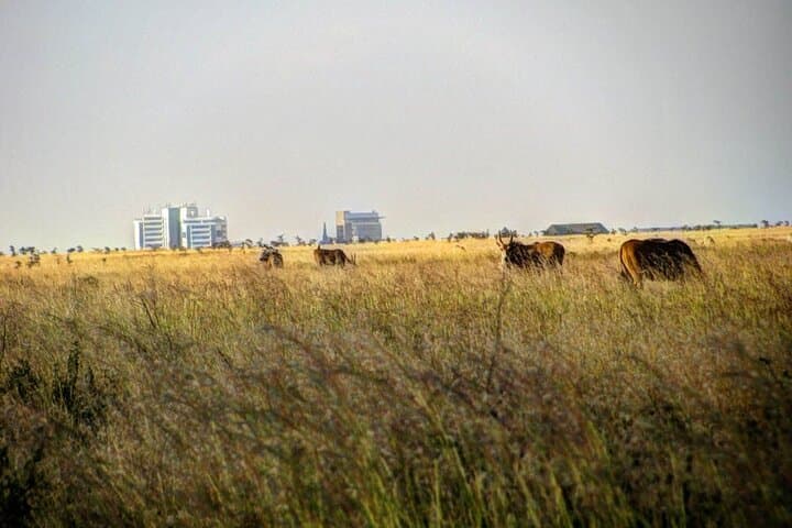 Nairobi National Park Half Day Game Drive within Nairobi