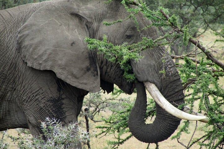 Aberdare National Park Tour From Nairobi