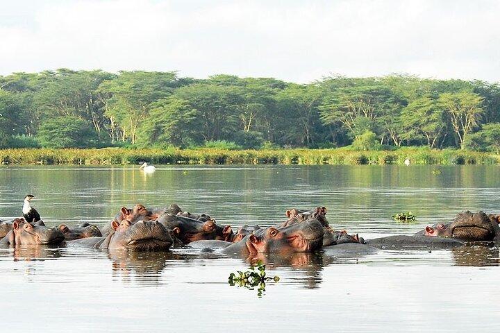 Lake Naivasha and Lake Nakuru Guided Tour Experience