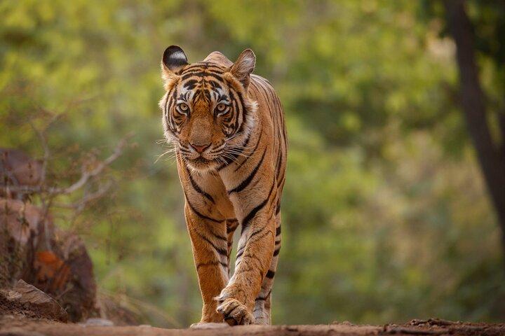 Day Trip from Jaipur to Ranthambore Safari