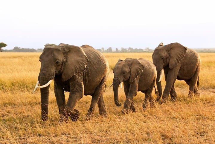 Big Five Full Day Safari at Aquila Game Reserve Cape Town