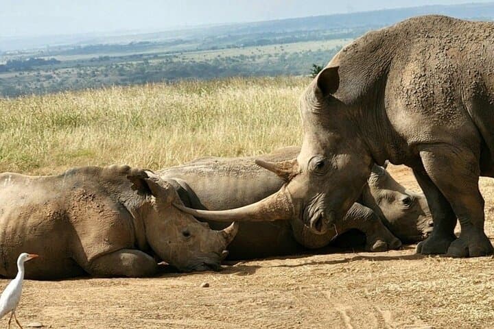Nairobi Airport Layover Tour to Nairobi National Park