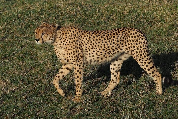 4-Day Maasai Mara & Lake Nakuru Budget Safari from Nairobi