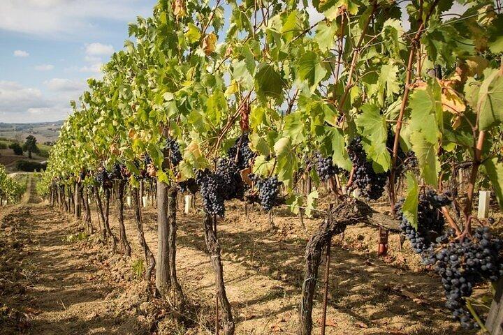DeepWine Half Day 2 Wineries & Lunch or Dinner in Tuscan Hills
