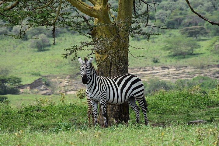 Plan Your 7-Day Maasai Mara to Amboseli Adventure