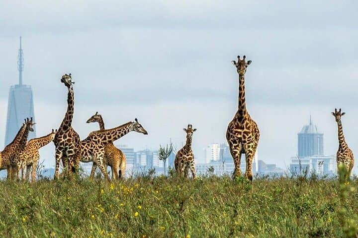 Nairobi National Park Tour with Game Drive and Transfer