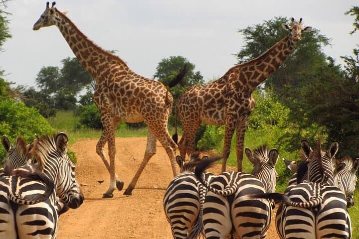 Nairobi National Park Tour with Game Drive and Transfer