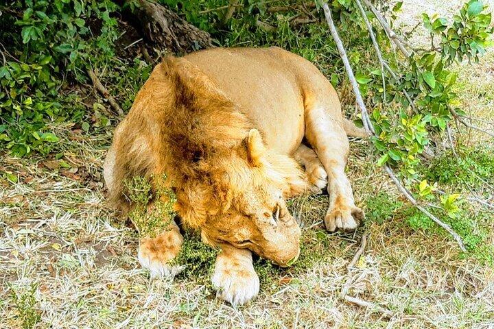 7 Days Budget Group to Masai Mara Nakuru & Amboseli Parks in 4WD