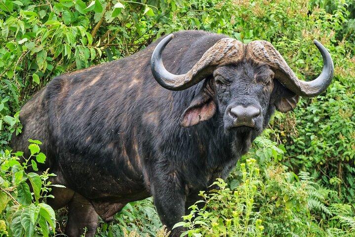 Aberdare National Park Tour From Nairobi