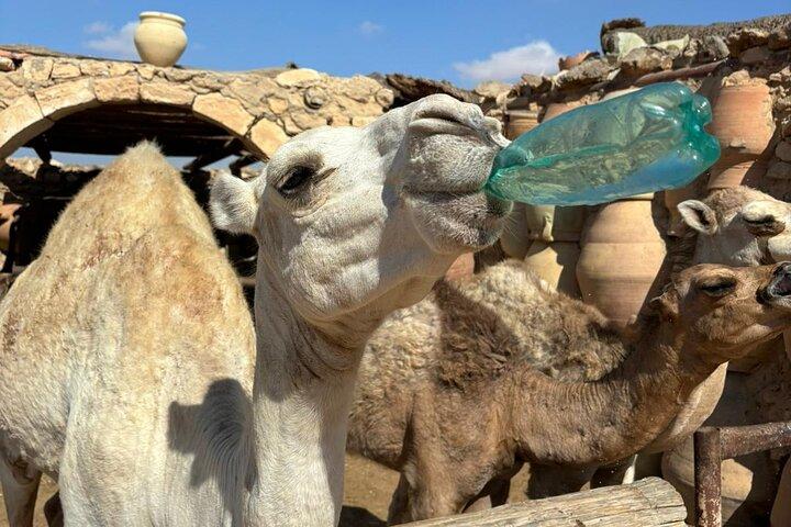 Best of Djerba: Cultural Jewels and Traditions in the Heart of the Island