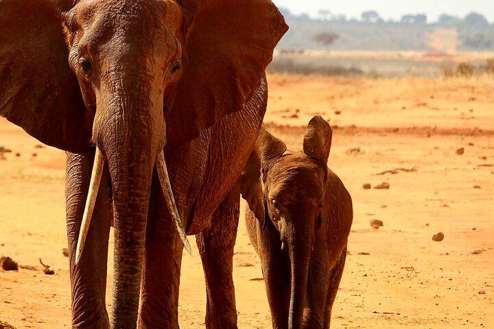 1 Day Tsavo East Safari Trip From Diani/Mombasa