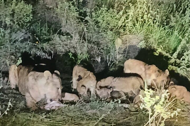 Night time Game Drive Experience in Nairobi National Park