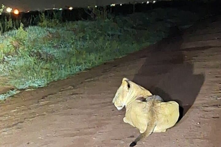 Night time Game Drive Experience in Nairobi National Park