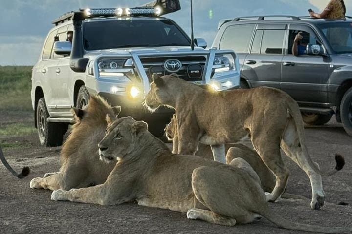 Night time Game Drive Experience in Nairobi National Park