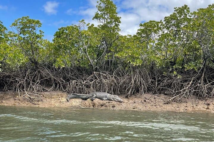 Croc Spotting Jetski Experience in Cairns City