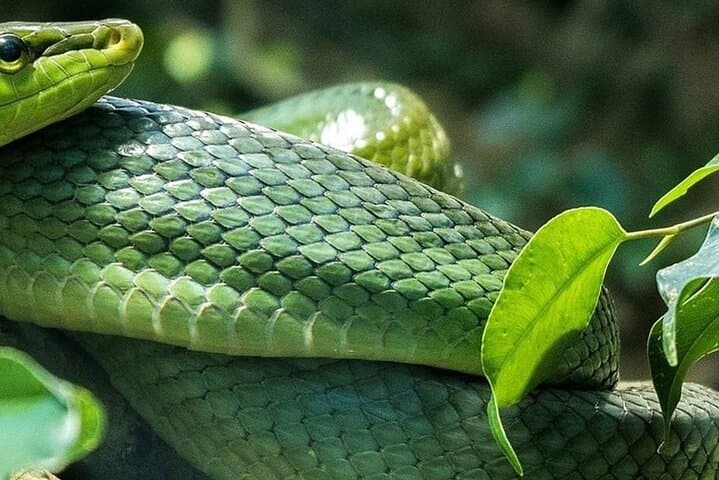 Nairobi National Museum and Snake Park Guided Tour