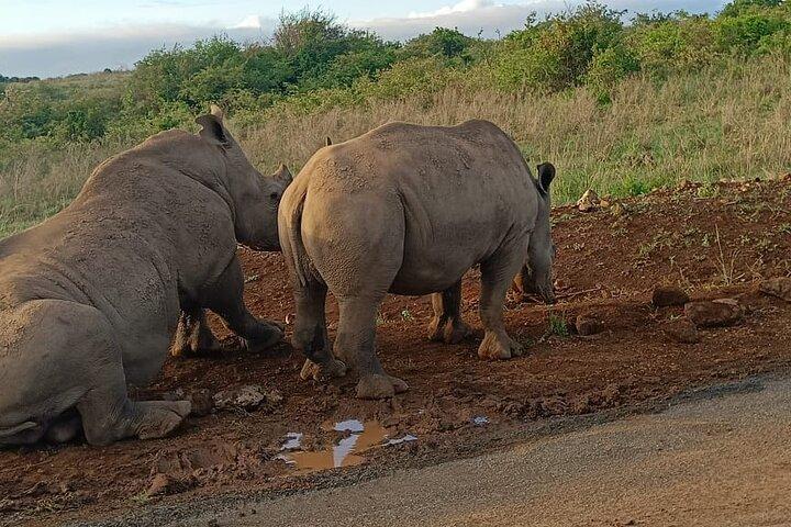 Nairobi National Park and Giraffe Centre Half day Tour