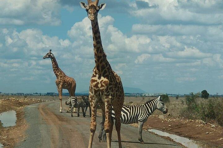 Nairobi National Park and Giraffe Centre Half day Tour