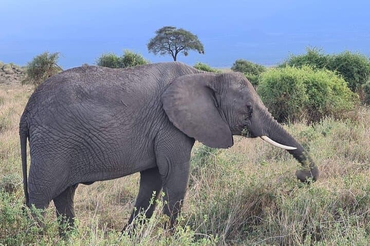 Aberdare National Park Tour From Nairobi