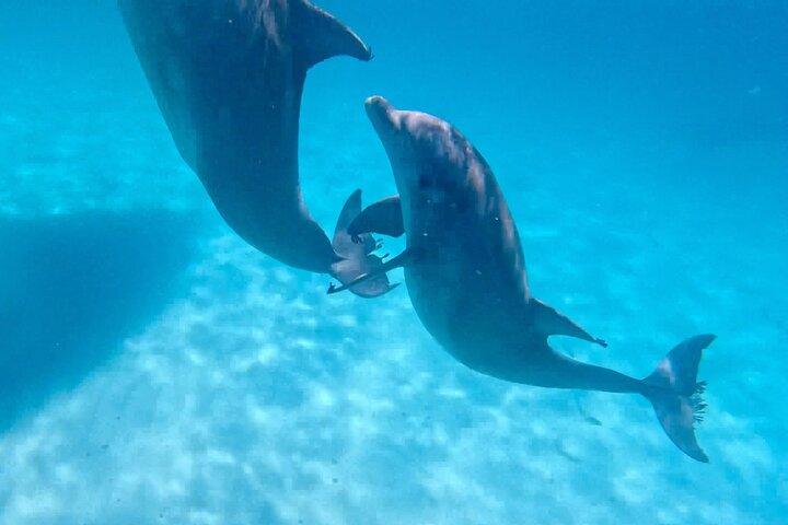 3 Hour Dolphin Tour and Snorkeling in Shell Island