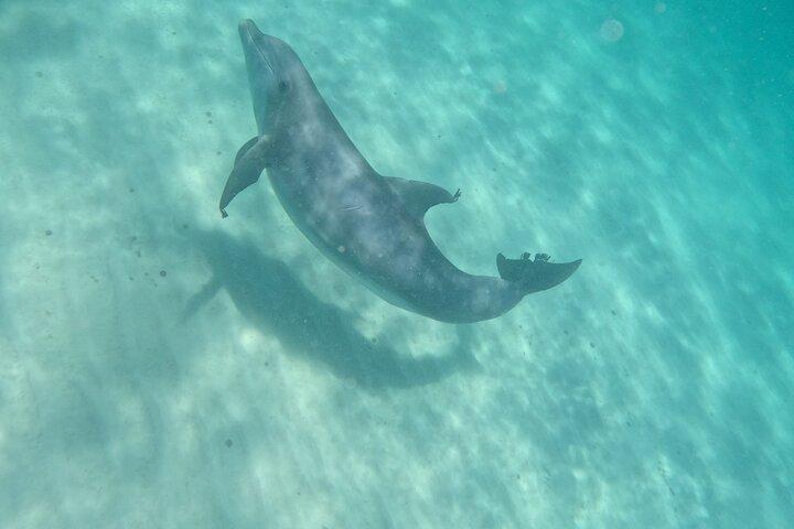 3 Hour Dolphin Tour and Snorkeling in Shell Island