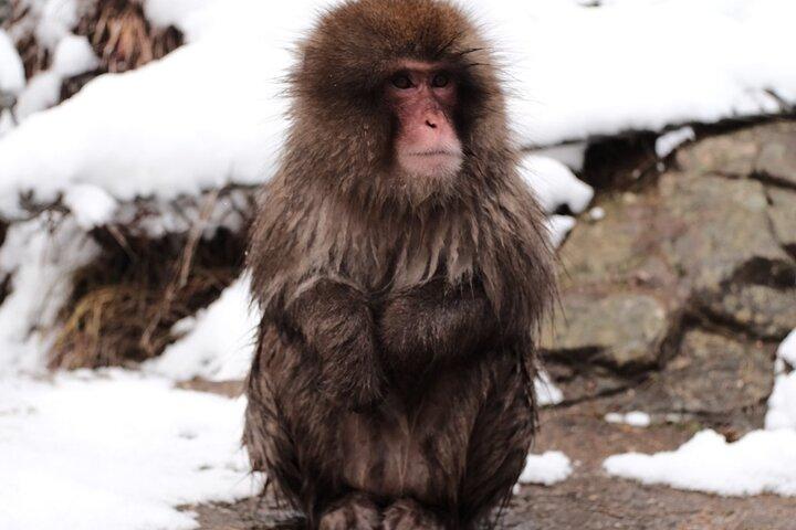 Jigokudani Snow Monkey and Togakushi Shrine Private Tour
