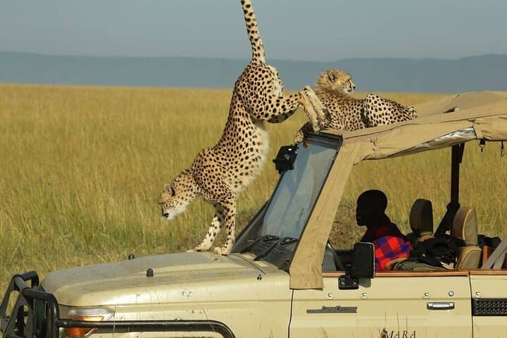 3 Days Masai Mara Budget Camping Safari on 4X4 Land Cruiser