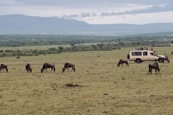 Masai Mara and Lake Nakuru Safari