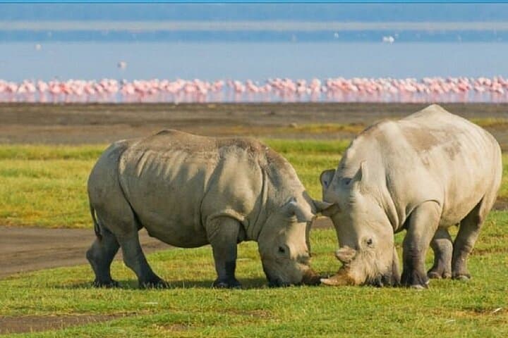 Lake Nakuru National Park Day Trip and Lake Naivasha Boat Ride