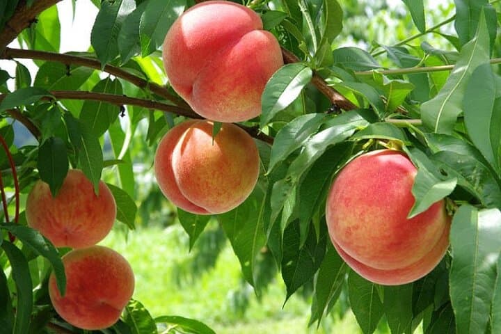 Seasonal Mt. Fuji Scenic Views, Fruit Picking and Ropeway Ride!