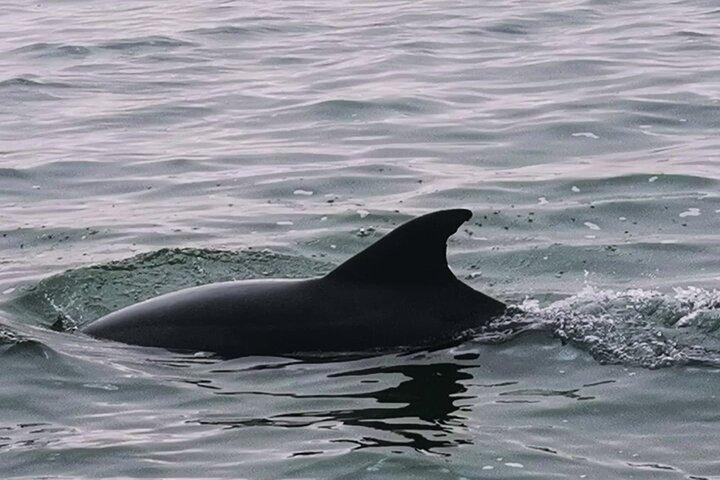 Dolphin & Seal Boat Cruise