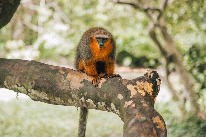 Iquitos: Full Day Monkey Island Adventure and More
