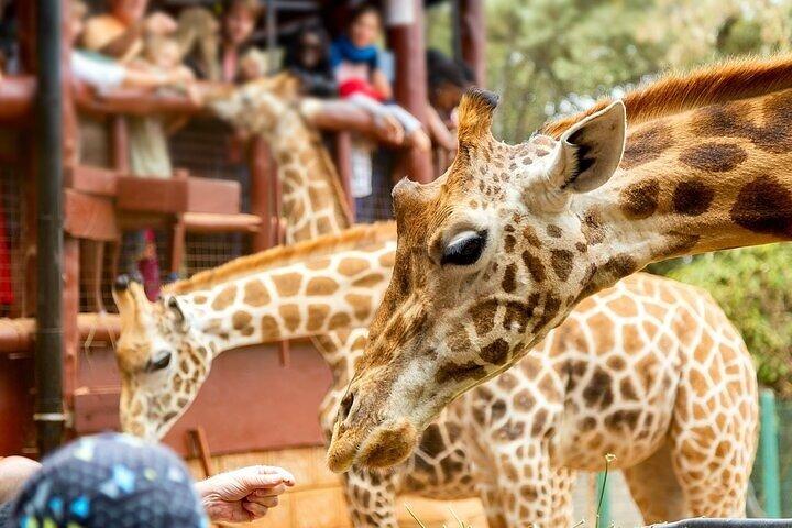 Karen Blixen Museum, Giraffe Center, Beads and Bomas of Kenya