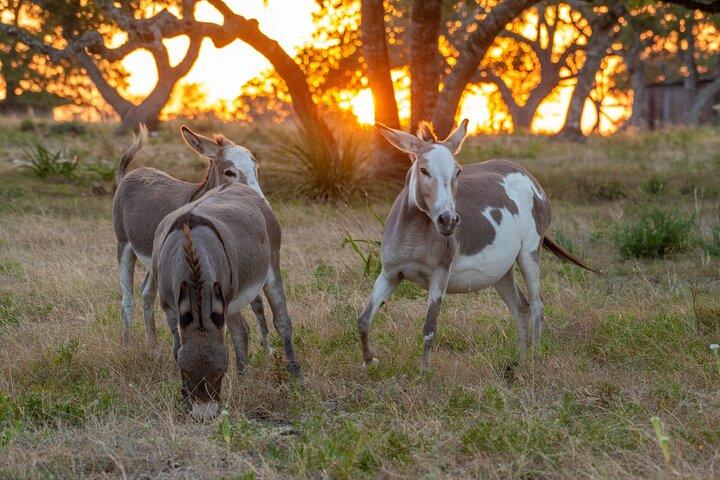 Fredericksburg Safari Tour Without Wine Tasting