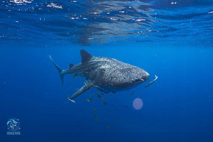 Snorkel with Giants at Ningaloo Reef