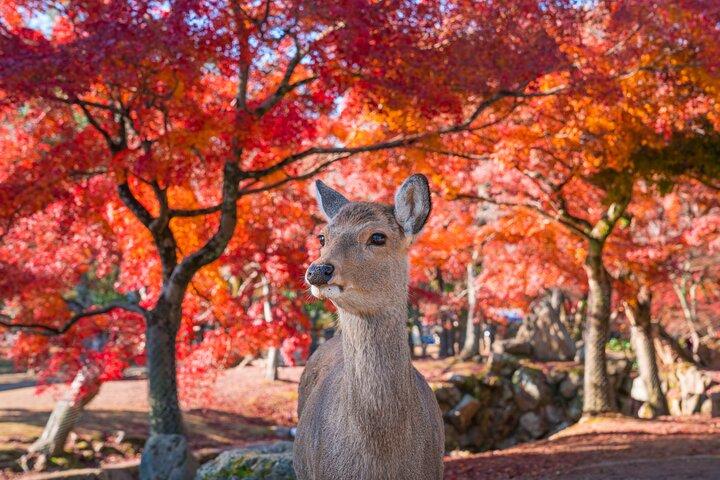 Private Kyoto Tour by Car with Optional Nara or Osaka Add-Ons
