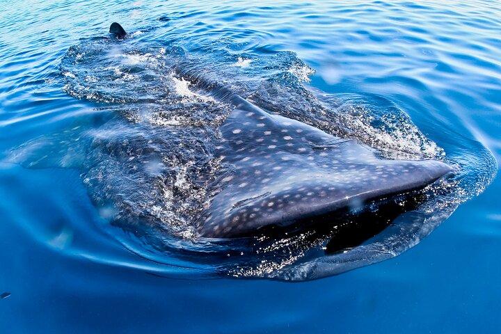 Private Whale Shark All Inclusive Experience
