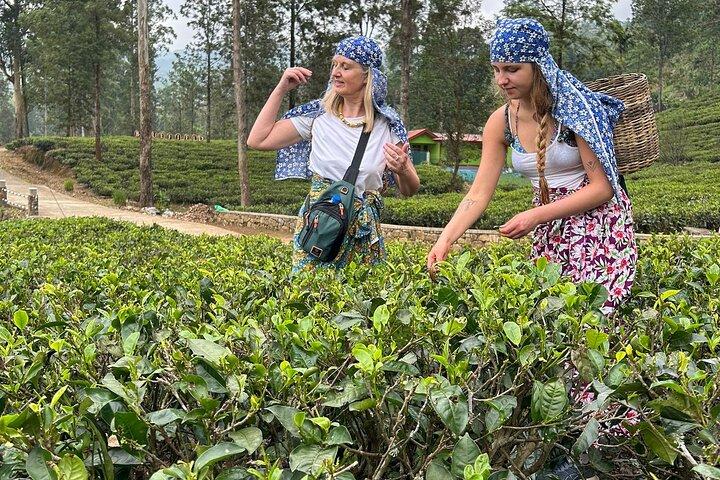 Nuwara Eilya Day Tour
