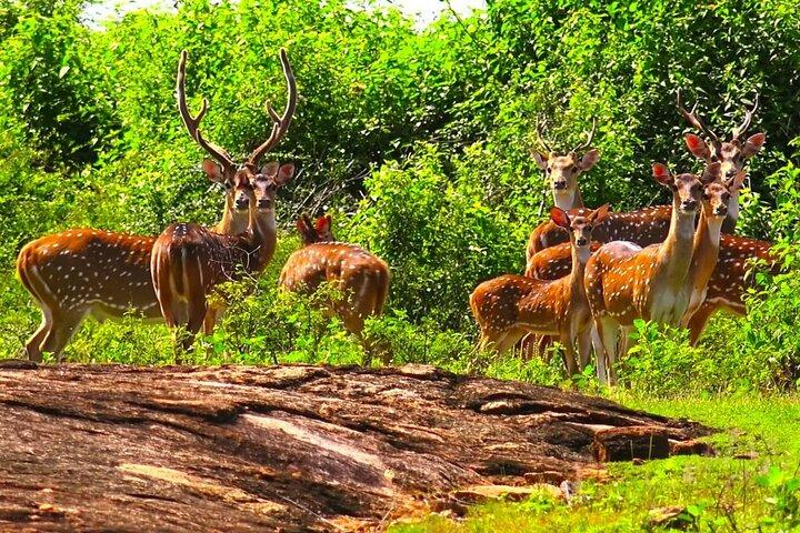 Exclusive: 2 Nights Family Treehouse Experience with Yala Safaris